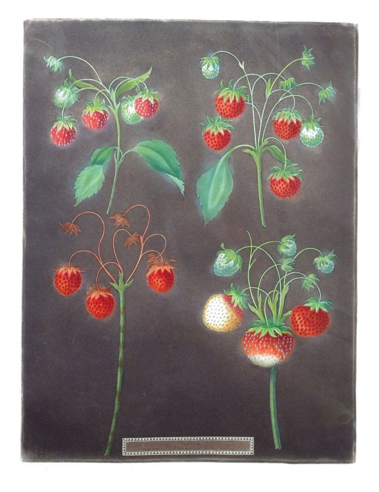 George Brookshaw (1751-1823), Plate I:: Early Scarlet Strawberry. Aquatint with stipple engravings, printed in colors and finished by hand on single sheets, from Pomona Brittanica. London: T. Bensley for the author, published by White, Coch