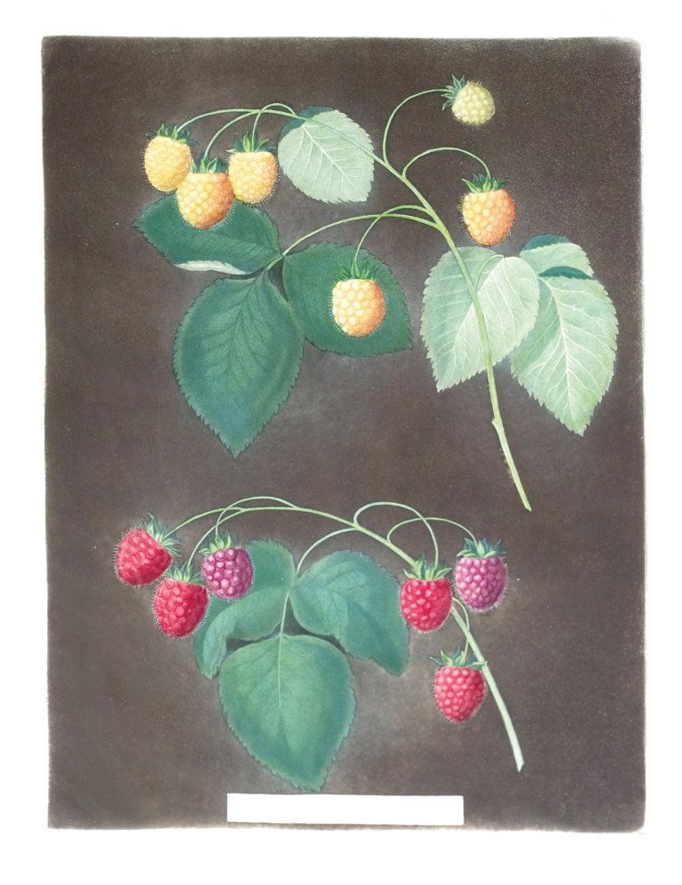 George Brookshaw (1751-1823), Plate IV:: White Antwerp Raspberry. Aquatint with stipple engravings, printed in colors and finished by hand on single sheets, from Pomona Brittanica. London: T. Bensley for the author, published by White, Cochr