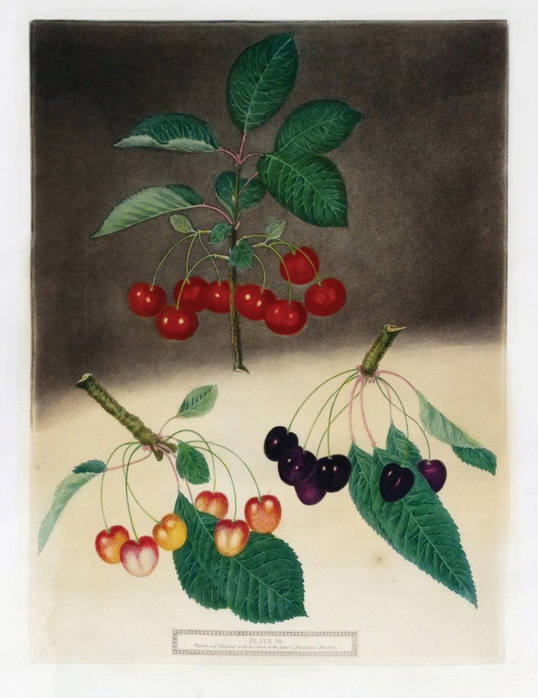 George Brookshaw (1751-1823), Plate VII:: May-Duke/White-Heart/Black-Cherry. Aquatint with stipple engravings, printed in colors and finished by hand on single sheets, from Pomona Brittanica. London: T. Bensley for the author, published by Wh