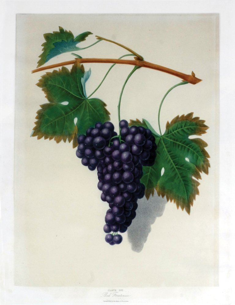 George Brookshaw (1751-1823), Plate LVI:: Red Frontiniac Grape. Aquatint with stipple engravings, printed in colors and finished by hand on single sheets, from Pomona Brittanica. London: T. Bensley for the author, published by White, Cochrane