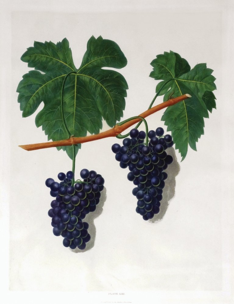 George Brookshaw (1751-1823), Plate LXI:: Grape Lady Bathurst Tokay. Aquatint with stipple engravings, printed in colors and finished by hand on single sheets, from Pomona Brittanica. London: T. Bensley for the author, published by White, Coc