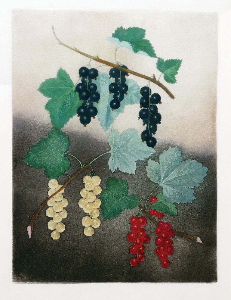 George Brookshaw (1751-1823), Plate V:: Black/White/Dutch Red Currant. Aquatint with stipple engravings, printed in colors and finished by hand on single sheets, from Pomona Brittanica. London: T. Bensley for the author, published by White,