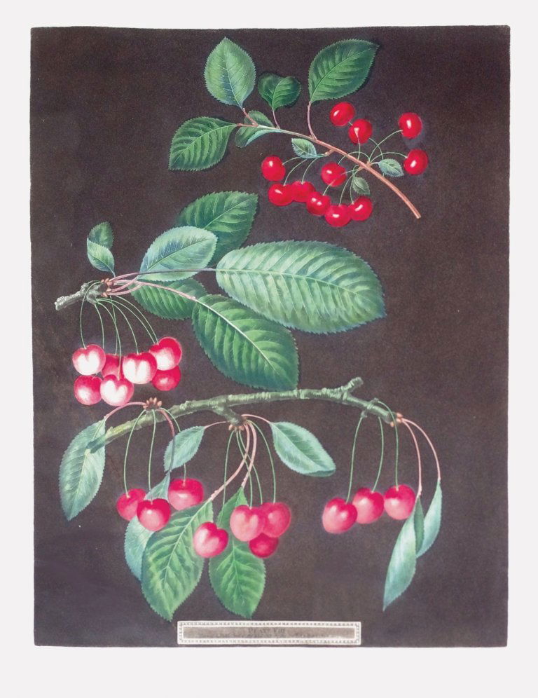 George Brookshaw (1751-1823), Plate VIII:: Early-May/Adam's Crown Red - Heart Cherry. Aquatint with stipple engravings, printed in colors and finished by hand on single sheets, from Pomona Brittanica. London: T. Bensley for the author, publish