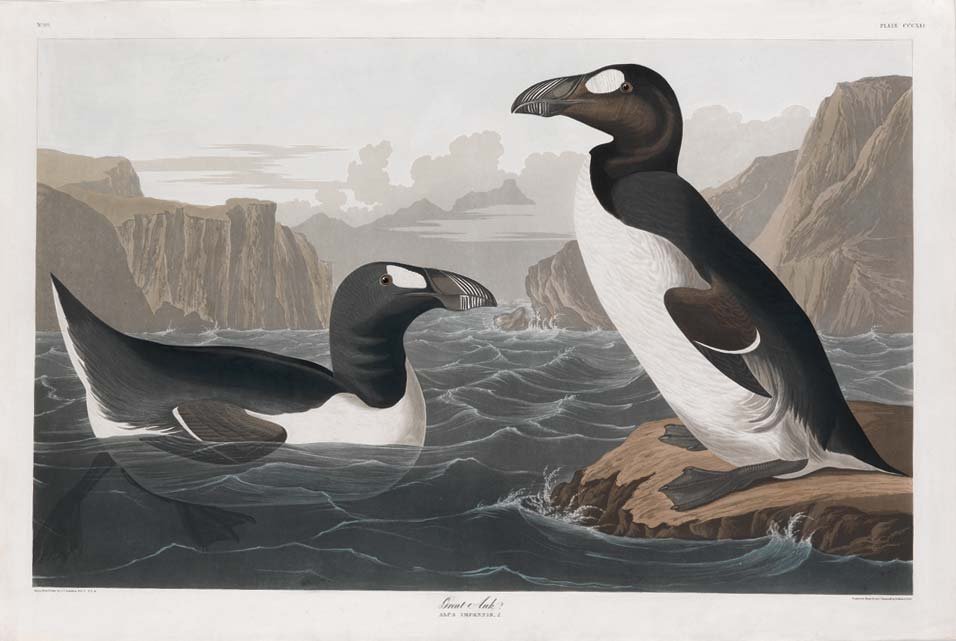 John James Audubon, Plate 341:: Great Auk. Aquatint from “The Birds of America,” First edition engraving with original hand-color. Published by Robert Havell: London, 1827-1838.