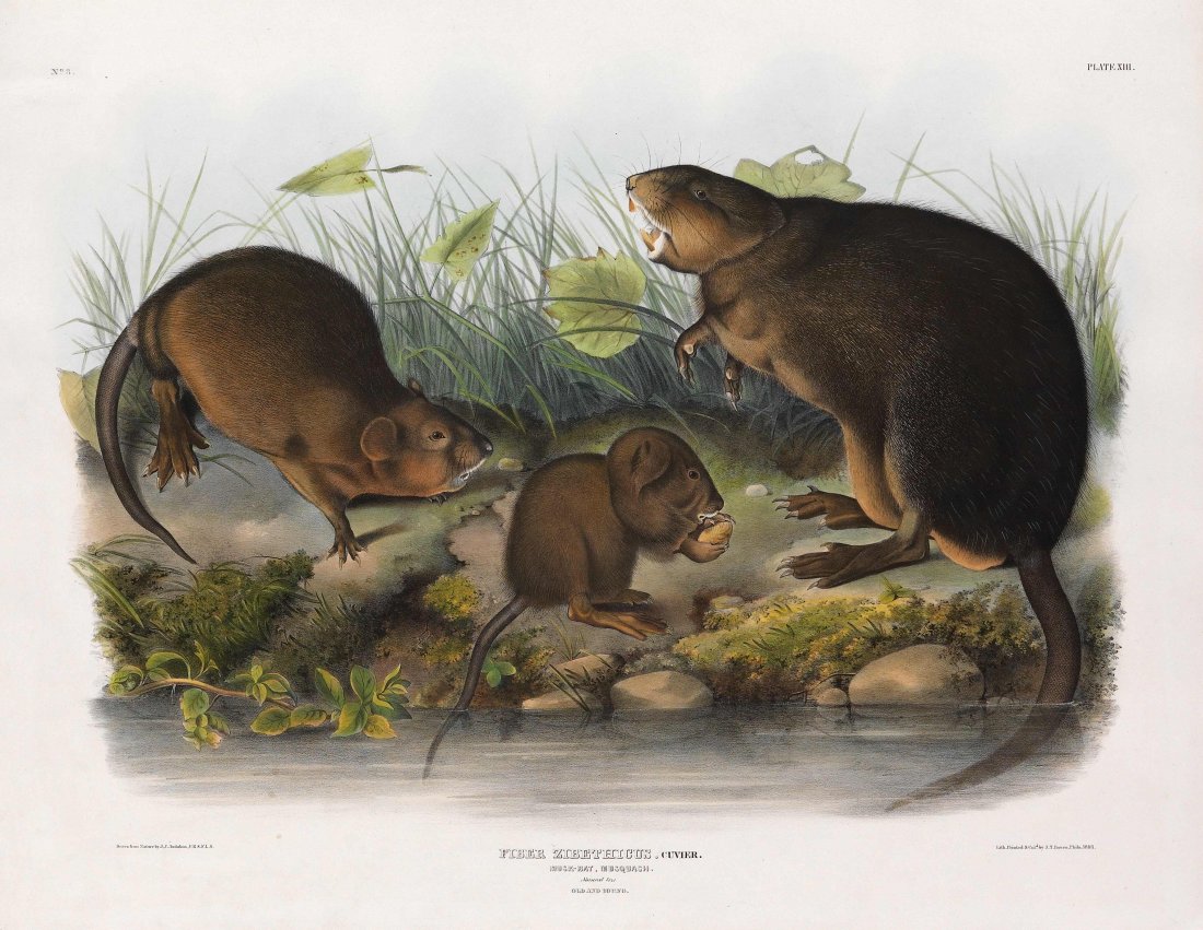 John James Audubon, Plate 13:: Musk-Rat. From Audubon’s "Viviparous Quadrupeds of North America." Imperial Folio; Published in Philadelphia between 1839 and 1844 by J.T. Bowen. Originally issued in 30 parts, 5 plates per part. In