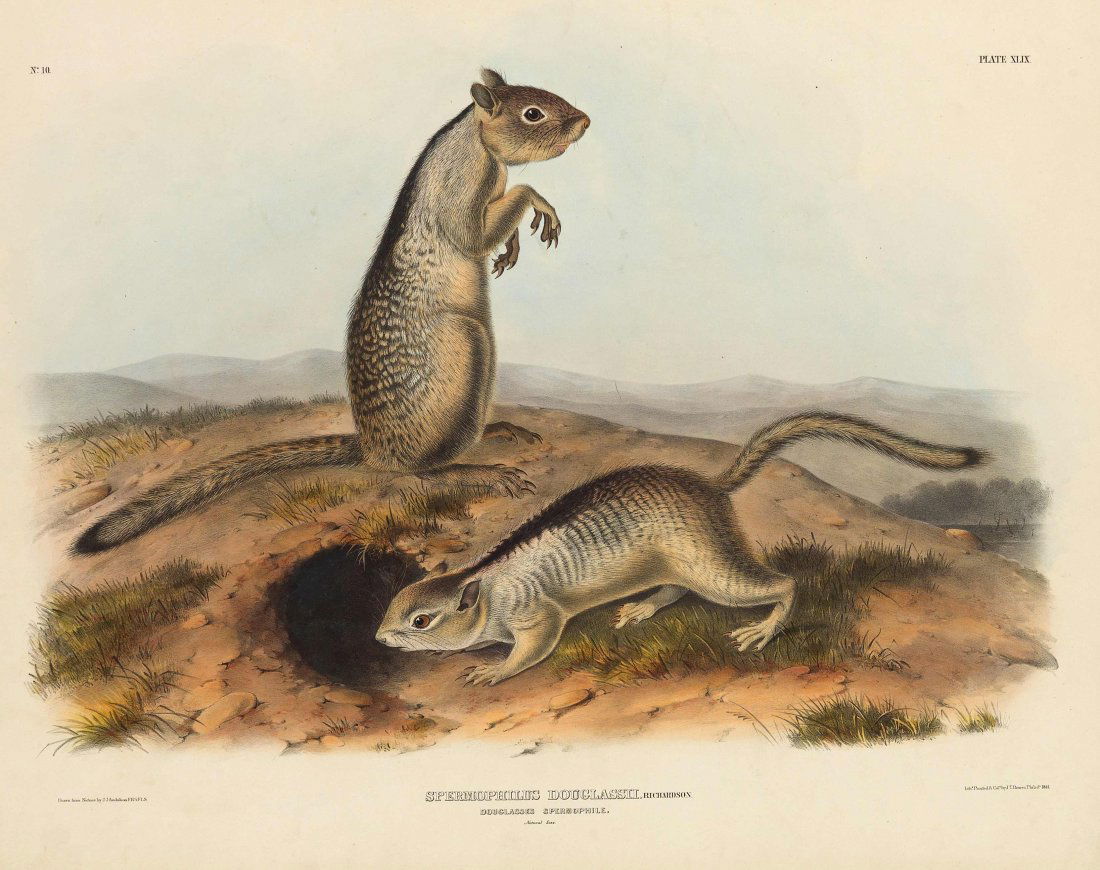 John James Audubon, Plate 49:: Douglasses Spermophile. From Audubon’s "Viviparous Quadrupeds of North America." Imperial Folio; Published in Philadelphia between 1839 and 1844 by J.T. Bowen. Originally issued in 30 parts, 5 plate