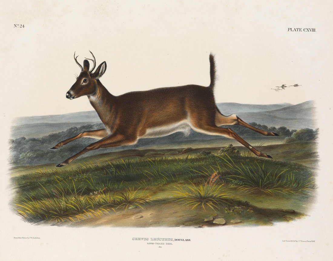 John James Audubon, Plate 118:: Long-Tailed Deer. From Audubon’s "Viviparous Quadrupeds of North America." Imperial Folio; Published in Philadelphia between 1839 and 1844 by J.T. Bowen. Originally issued in 30 parts, 5 plates per