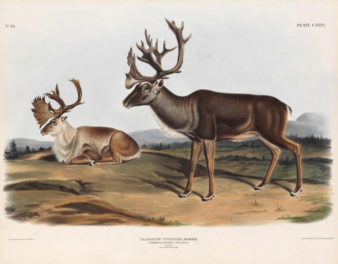 John James Audubon, Plate 126:: Caribou or American Rein-Deer. From Audubon’s "Viviparous Quadrupeds of North America." Imperial Folio; Published in Philadelphia between 1839 and 1844 by J.T. Bowen. Originally issued in 30 parts, 