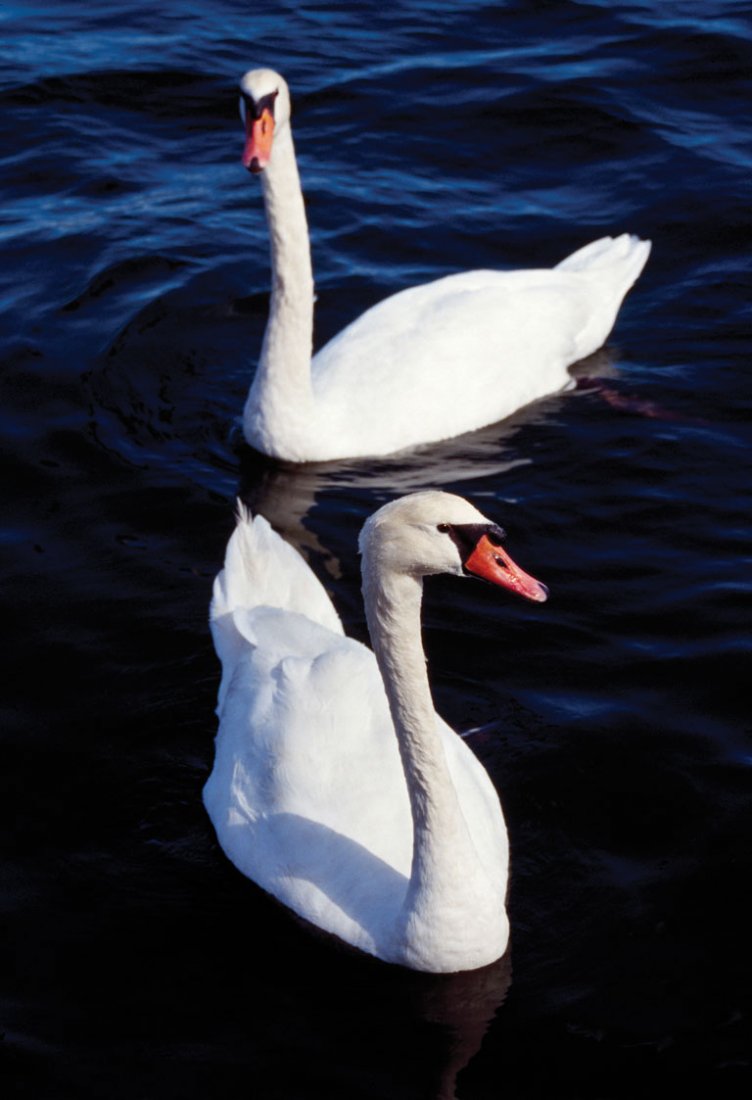 MUTE SWAN”: Latin: Cygnus olor, Location: N. America/Eurasia. Provenance: Estate of Roger Tory Peterson and Virginia Marie Peterson / Archivally Printed & Matted Photographs. (Verticals) Image size: 19” H x 13�
