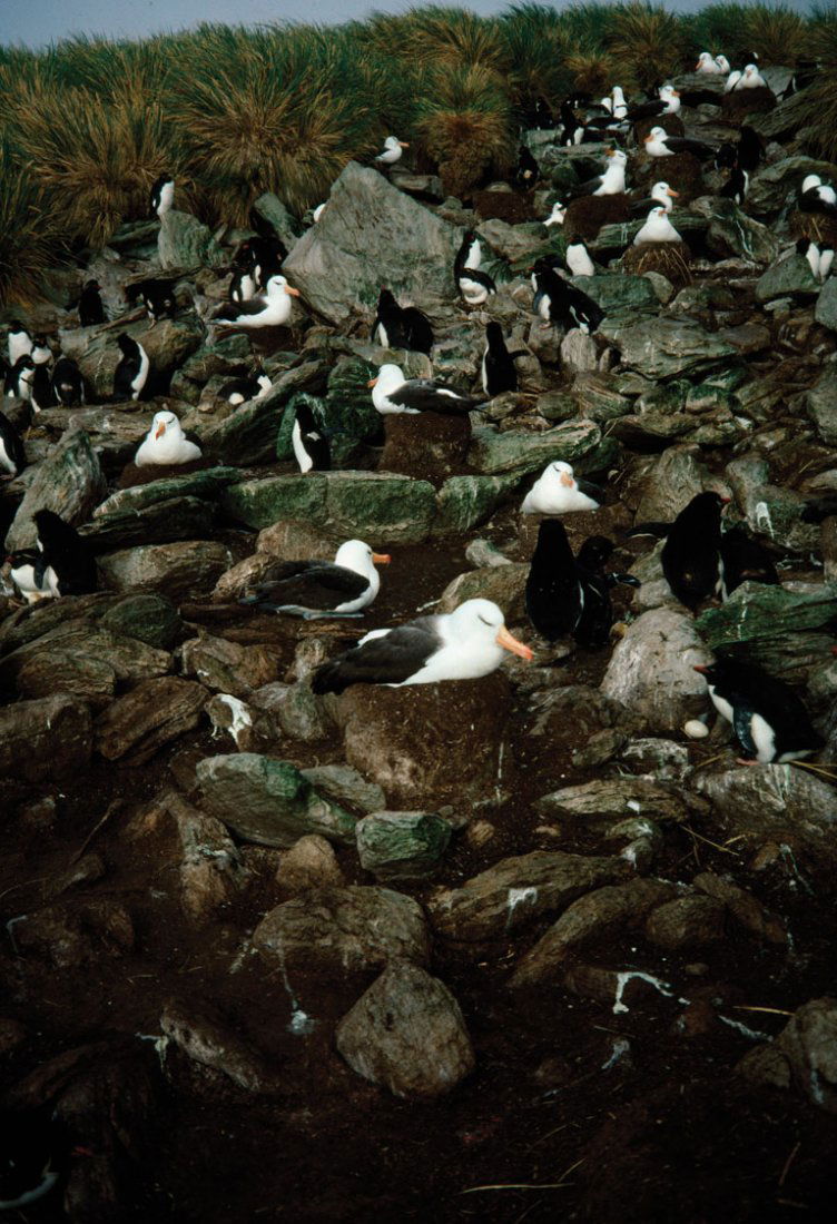 BLACK-BROWED ALBATROSS”: Latin: Diomedea melanophris, Location: New Zealand. Provenance: Estate of Roger Tory Peterson and Virginia Marie Peterson / Archivally Printed & Matted Photographs. (Verticals) Image size: 19” H x 1