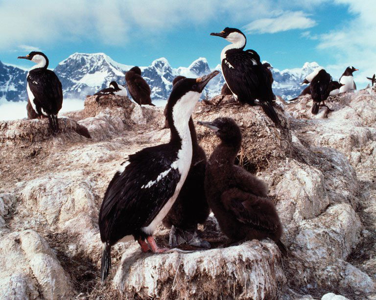 BLUE-EYED SHAG”: Latin: Phalacrocorax atriceps, Location: S. America. Provenance: Estate of Roger Tory Peterson and Virginia Marie Peterson / Archivally Printed & Matted Photographs. (Verticals) Image size: 19” H x