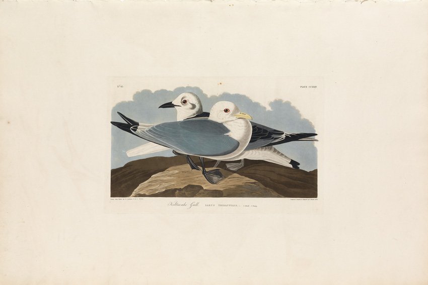 John James Audubon, Plate 224:: Kittiwake Gull. Aquatint from “The Birds of America,” First edition engraving with original hand-color. Published by Robert Havell: London, 1827-1838.