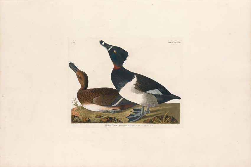 John James Audubon, Plate 234:: Tufted Duck. Aquatint from “The Birds of America,” First edition engraving with original hand-color. Published by Robert Havell: London, 1827-1838.