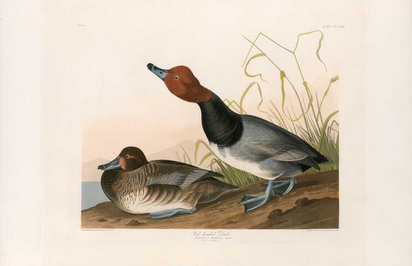 John James Audubon, Plate 322:: Red-headed Duck. Aquatint from “The Birds of America,” First edition engraving with original hand-color. Published by Robert Havell: London, 1827-1838.