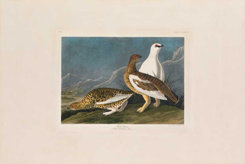 John James Audubon, Plate 368:: Rock Grous. Aquatint from “The Birds of America,” First edition engraving with original hand-color. Published by Robert Havell: London, 1827-1838.