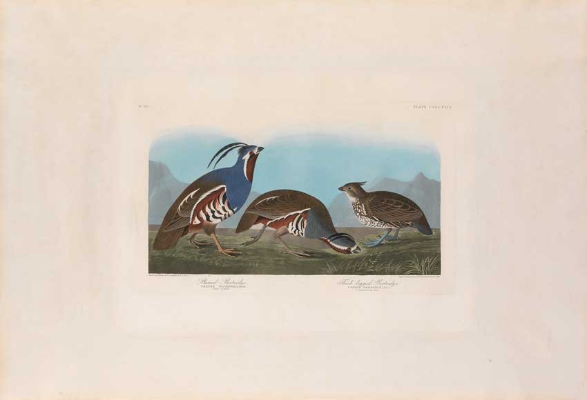 John James Audubon, Plate 423:: Plumed Partridge/Thick-legged Partridge. Aquatint from “The Birds of America,” First edition engraving with original hand-color. Published by Robert Havell: London, 1827-1838.