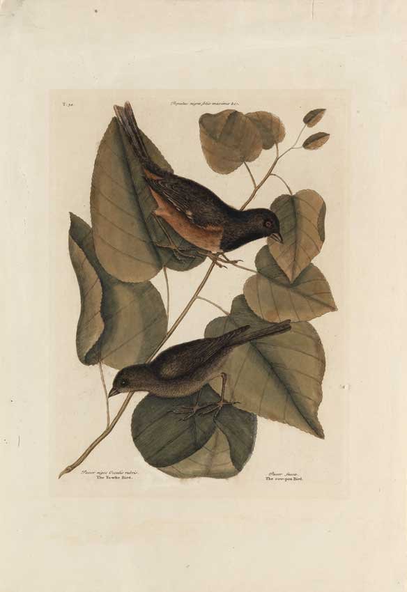 Mark Catesby, The To-whe Bird: The To-whe Bird. Volume 1, Plate 34. 21 1/4 x 14 3/4 inches.