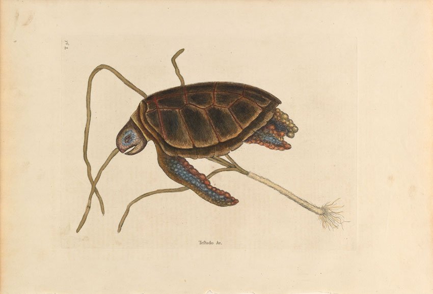 Mark Catesby, The Green Turtle: The Green Turtle. Volume 2, Plate 38. 20 1/2 x 14 1/4 inches.
