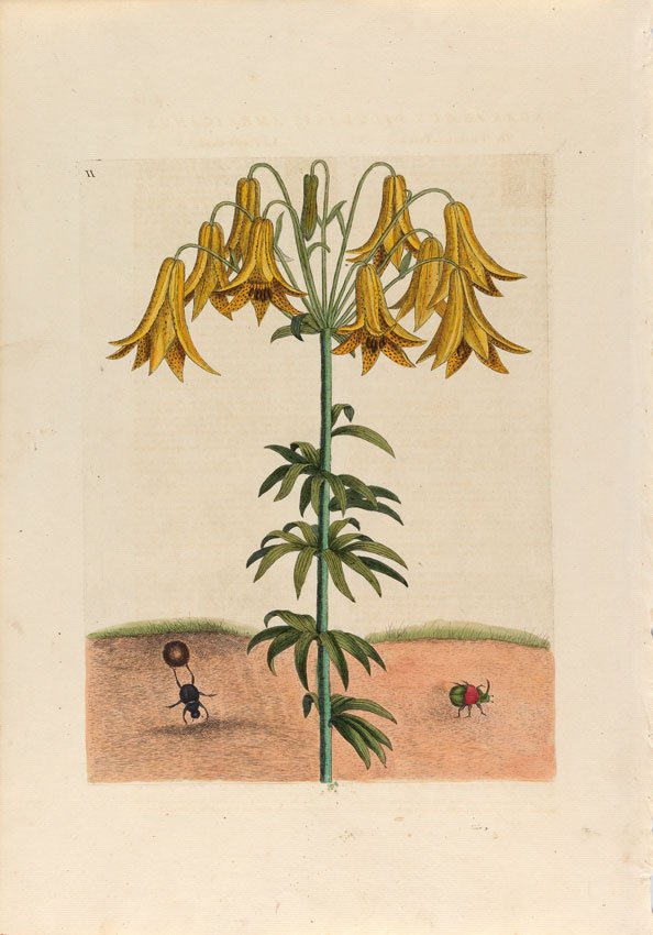 Mark Catesby, The Tumble Turds: The Tumble Turds. Supplement, Plate 11. 20 3/4 x 14 1/2 inches.