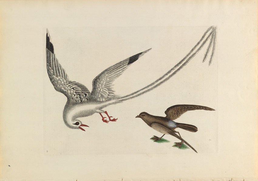 Mark Catesby, The Tropic Bird: The Tropic Bird. Supplement, Plate 14. 14 1/2 x 20 3/4 inches.