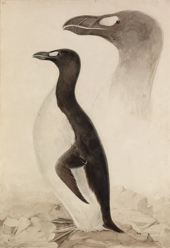 Edward Lear, Great Auk: LEAR, Edward (1812 - 1888). Watercolor and ink on paper. 1831. "Signed and dated E. Lear 1831." 21 x 14 1/2 inches. Retail price: $330,000. Original watercolor serving as the model for the engraved pl