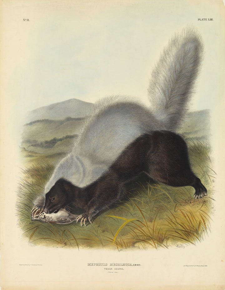 John James Audubon, Plate 53:: Texan Skunk. Imperial Folio; Published in Philadelphia between 1839 and 1844 by J.T. Bowen. Originally issued in 30 parts, 5 plates per part. In collaboration with his sons, Victor Gifford and John Wo