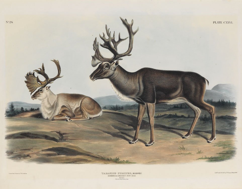 John James Audubon, Plate 126:: Caribou. American Rein-deer. Imperial Folio; Published in Philadelphia between 1839 and 1844 by J.T. Bowen. Originally issued in 30 parts, 5 plates per part. In collaboration with his sons, Victor Gif