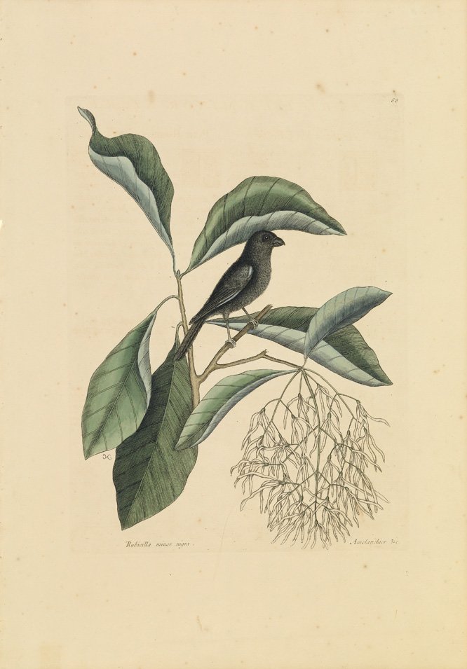 Mark Catesby, Little Black Bull Finch with Fringe Tree: 1st edition. Sheet 20 1/2 x 14 1/2 inches.