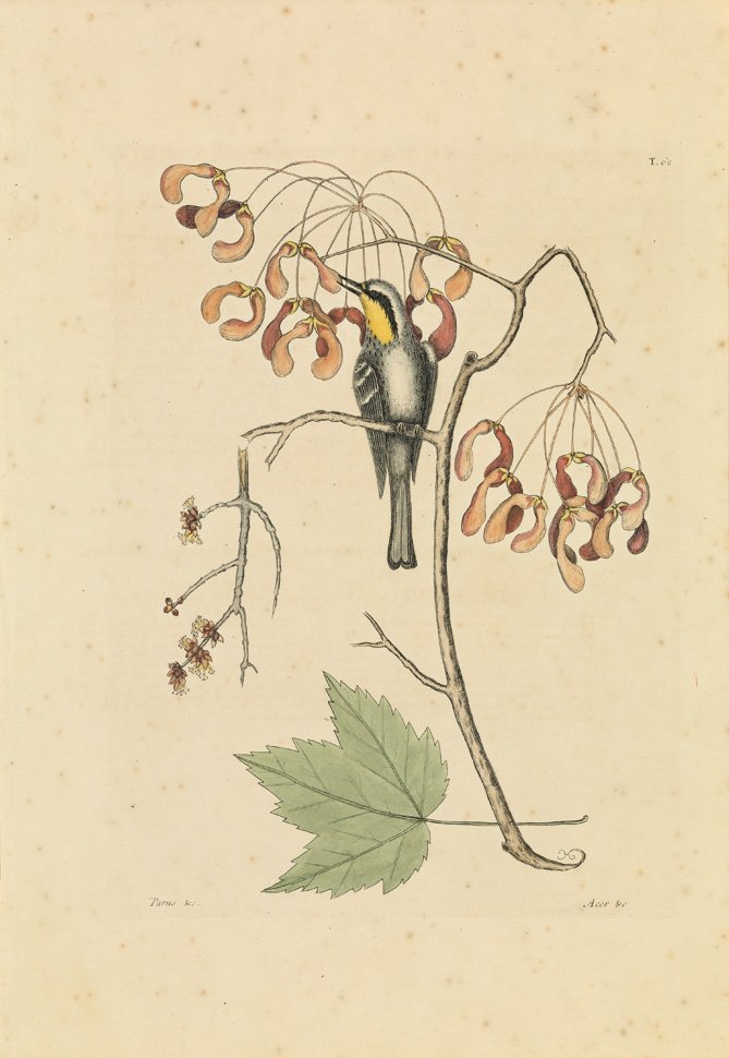 Mark Catesby, Yellow Throated Creeper: Sheet 19 1/4 x 13 1/2 inches.