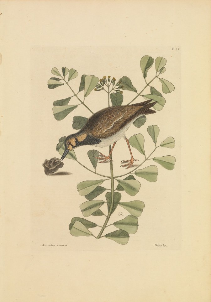 Mark Catesby, The Turn-Stone: Sheet 20 3/4 x 14 3/4 inches.