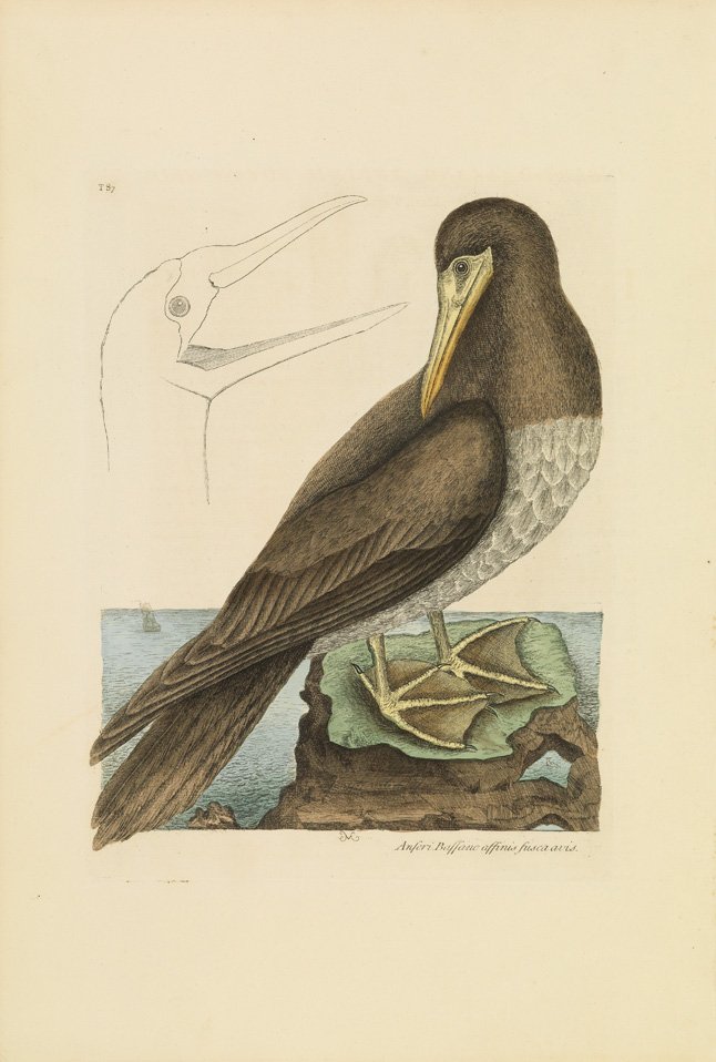 Mark Catesby, The Booby: Sheet 21 x 14 1/4 inches.