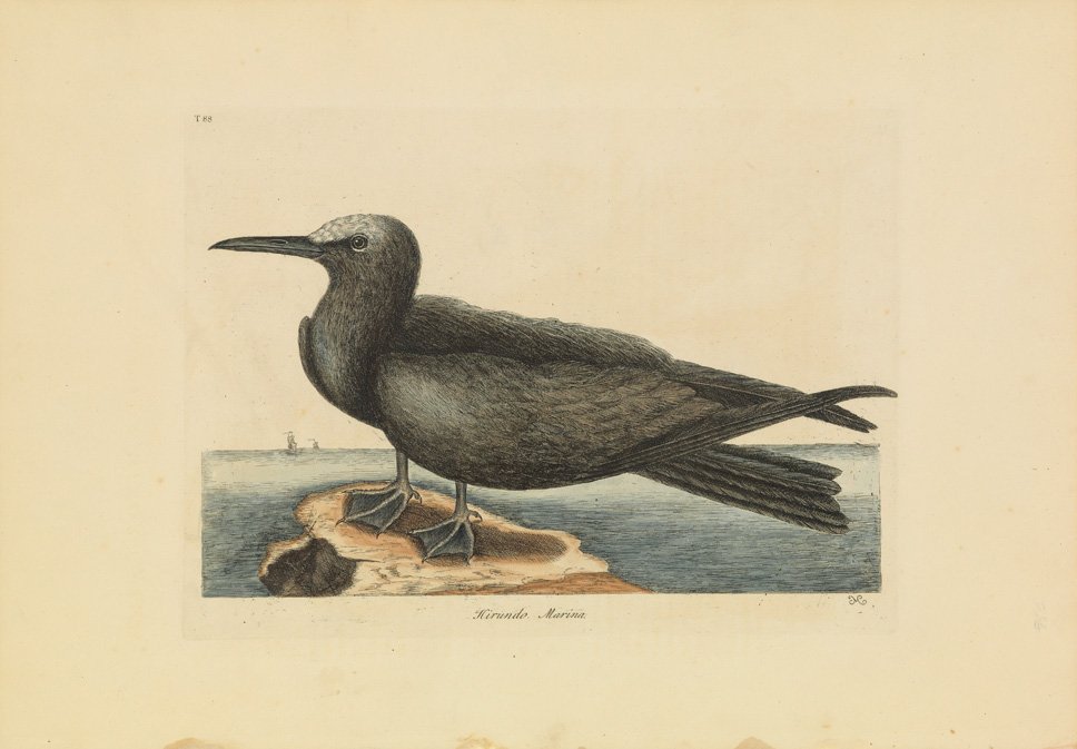 Mark Catesby, The Noddy: Sheet 14 1/2 x 20 3/4 inches.