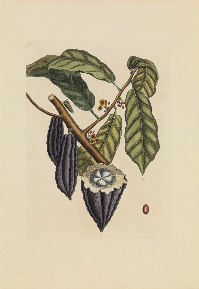 Mark Catesby, The Cacao Tree: Sheet 21 x 16 inches.