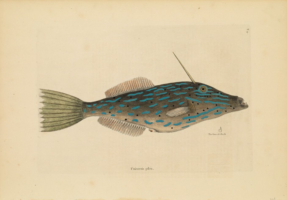 Mark Catesby, The Bahama Unicorn Fish: 2nd edition. Sheet 14 1/4 x 20 1/2 inches.
