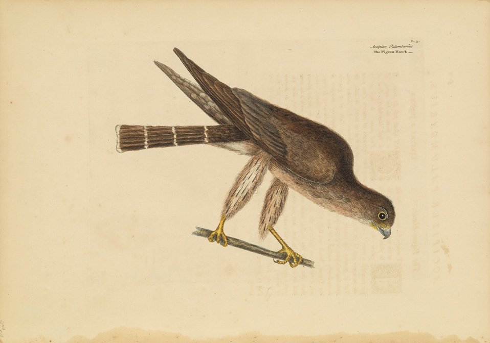 Mark Catesby, The Pigeon Hawk: 2nd edition. Sheet 20 1/4 x 14 1/2 inches.