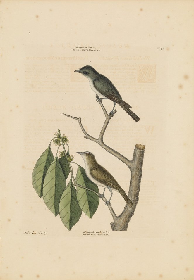 Mark Catesby, The Little Brown Fly Catcher, The Red: Sheet 20 1/2 x 14 1/8 inches.