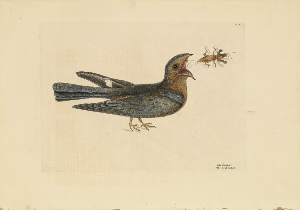 Mark Catesby, The Goat Sucker: 2nd edition. Sheet 14 1/2 x 20 1/4 inches.