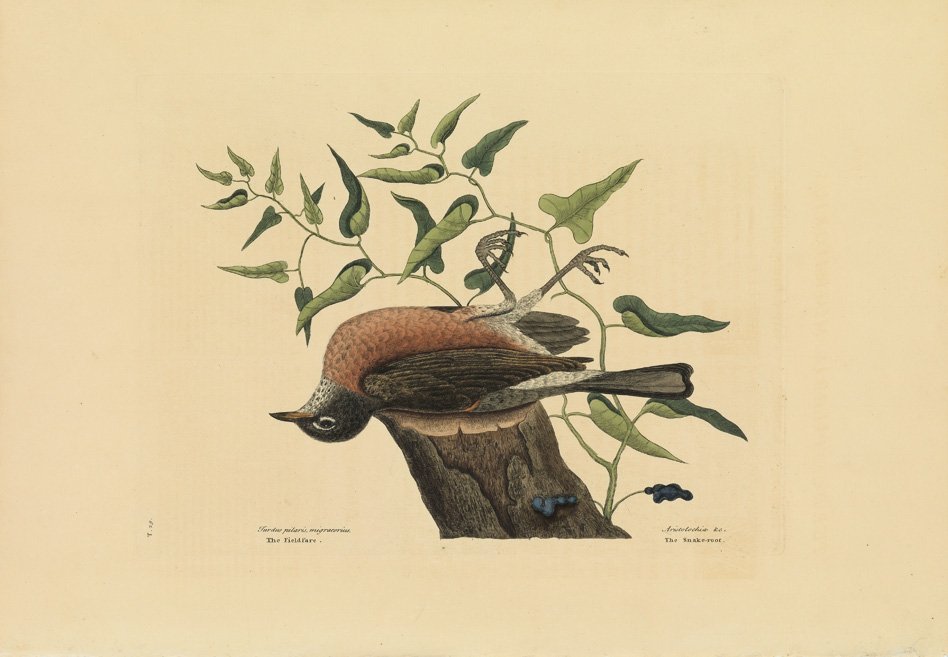 Mark Catesby, The Field-Fare of Carolina or The Snake: Sheet 14 x 20 1/4 inches.