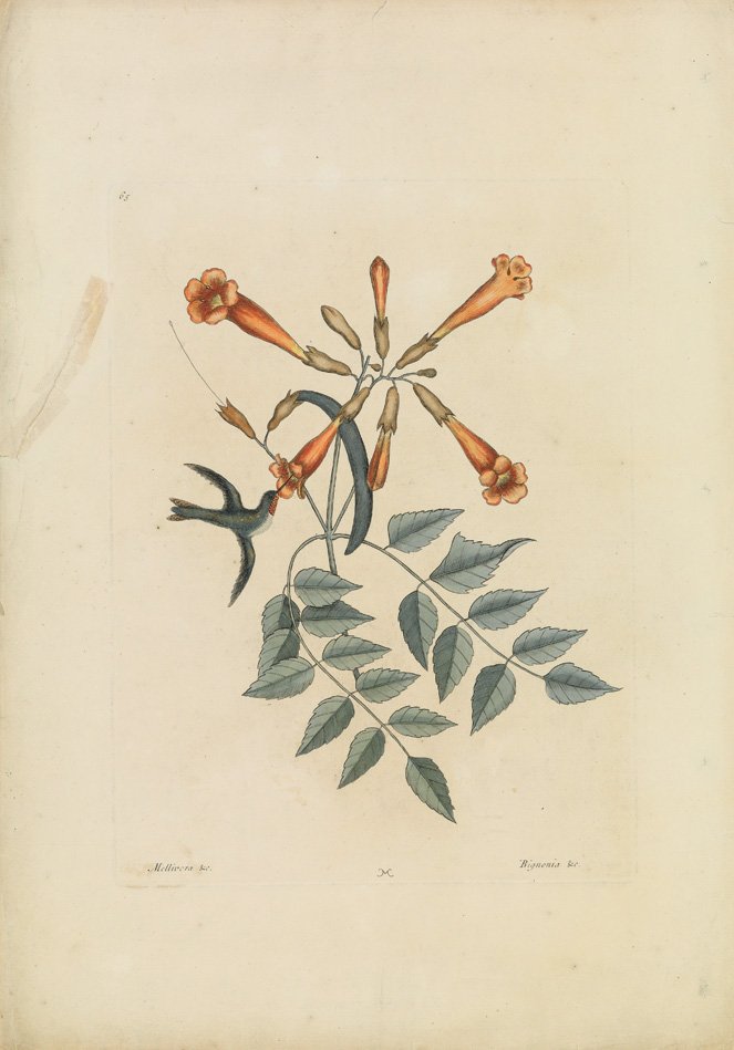 Mark Catesby, The Hummingbird/Trumpet Flower: Sheet 21 1/2 x 14 1/2 inches.