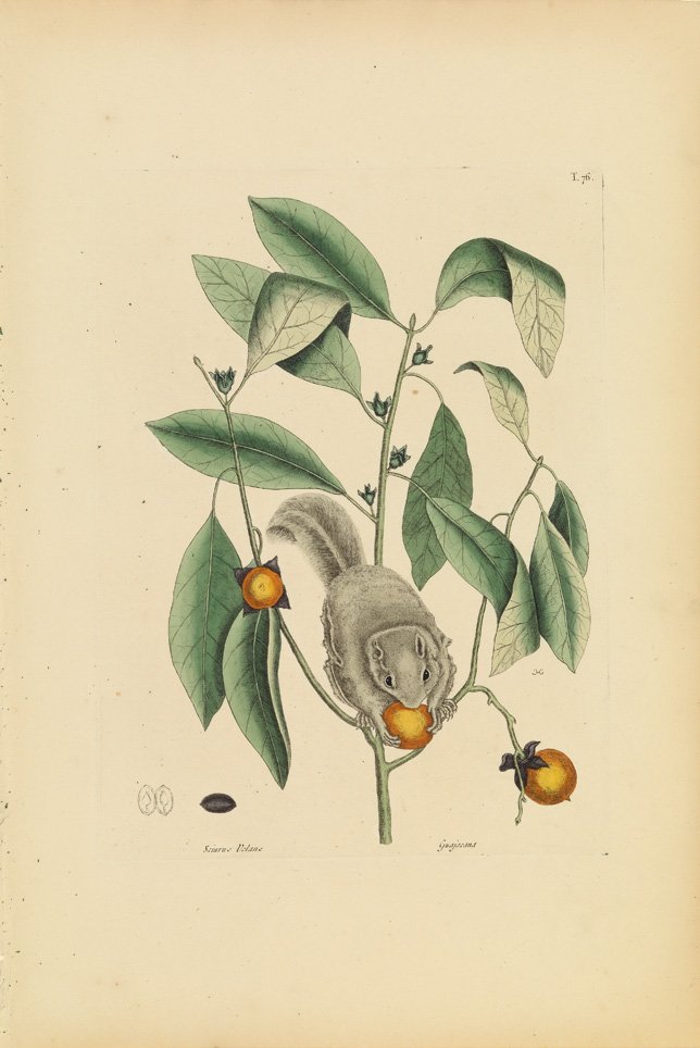 Mark Catesby, The Flying Squirrel with Persimmon: Sheet 21 x 14 1/4 inches.