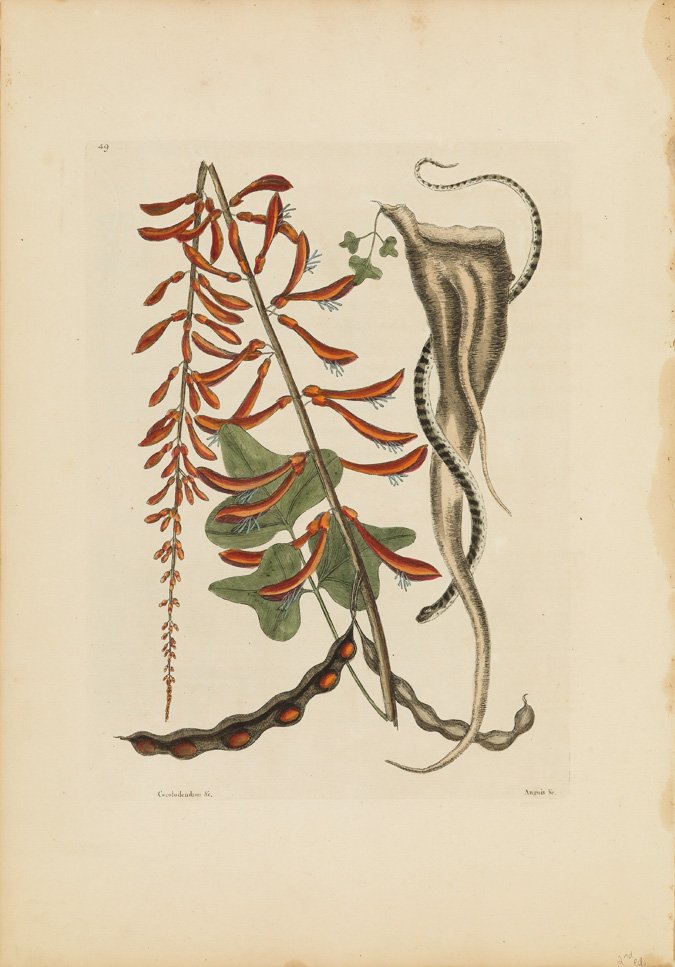 Mark Catesby, The Little Brown Bead Snake: 2nd edition. Sheet 20 1/2 x 14 1/4 inches.