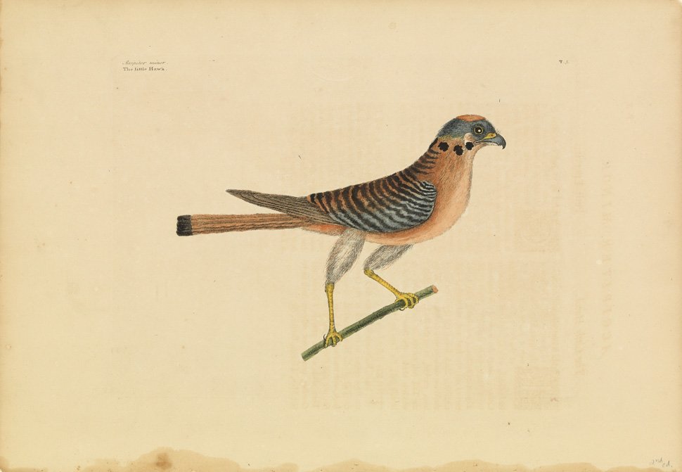 Mark Catesby, The Little Hawk: 2nd edition. Sheet 14 1/2 x 20 1/2 inches.