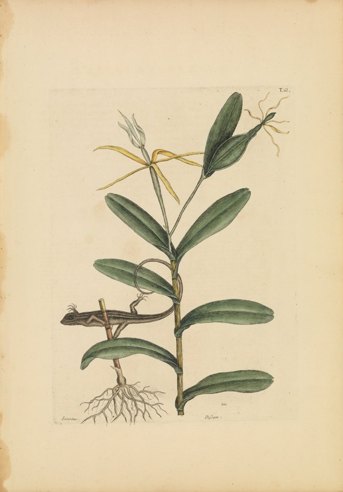 Mark Catesby, The Lion Lizard: Sheet 20 1/4 x 14 1/2 inches.