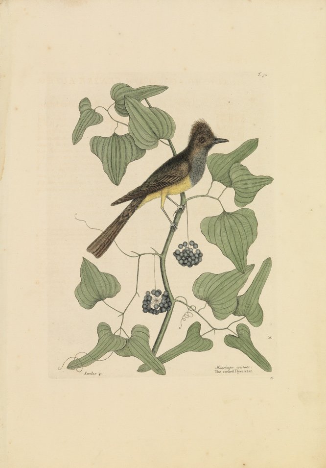 Mark Catesby, The Crested Flycatcher: Sheet 21 x 14 1/2 inches.