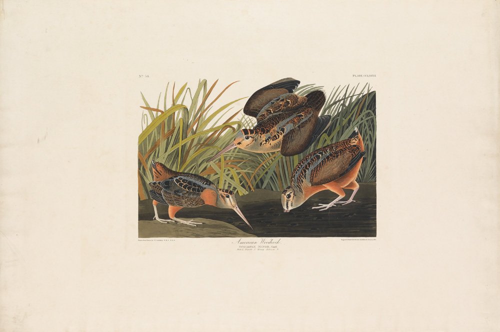 John James Audubon, Plate 268:: American Woodcock. Aquatint from “The Birds of America,” First edition engraving with original hand-color. Published by Robert Havell: London, 1827-1838. Sheet size: 25 7/8 x 38 3/4 inches.