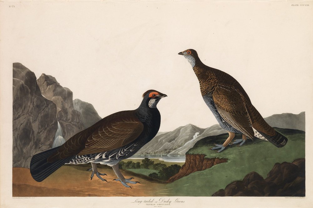 John James Audubon, Plate 361:: Long-tailed or Dusky Grous. Aquatint from “The Birds of America,” First edition engraving with original hand-color. Published by Robert Havell: London, 1827-1838. Sheet size: 25 5/8 x 38 1/8 inche