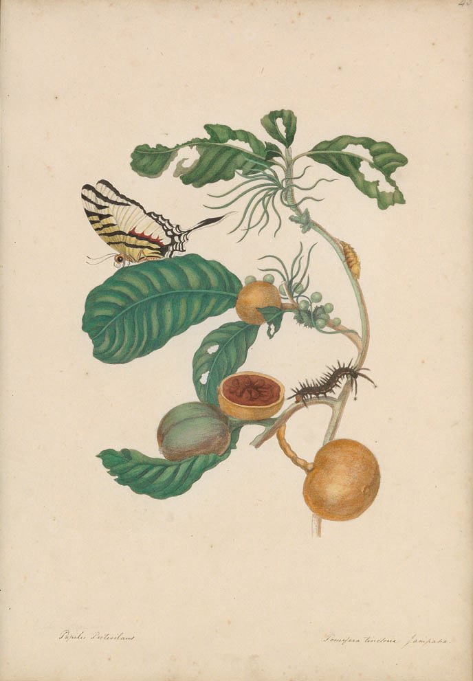 Merian, Swallow-Tailed Butterfly and Passion Fruit,: Maria Sybilla Merian (1647-1717). From The Insects of Surinam. Swallow-Tailed Butterfly and Passion Fruit. Plate 43. Transfer-print watercolor. Amsterdam: 1705. 20 1/4 x 14 inches.