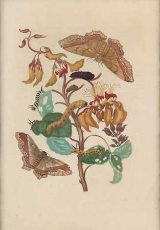 Merian, Coral Tree with Emperor Moth and Caterpillar,: Maria Sybilla Merian (1647-1717). Coral Tree with Emperor Moth and Caterpillar. Plate 11. Transfer-print watercolor. Amsterdam: 1705. 20 1/4 x 14 inches.