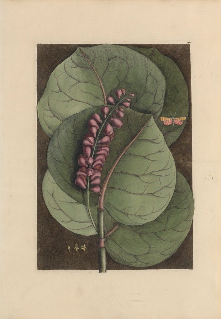 Mark Catesby, Mangrove Grape Tree - Plate 96.: Mark Catesby. Mangrove Grape Tree. Plate 96. Hand colored etchings from The Natural History of Carolina, Florida, and the Bahama Islands. London: 1731 - 1743. Sheet size: 20 1/2 x 14 1/2 inches.