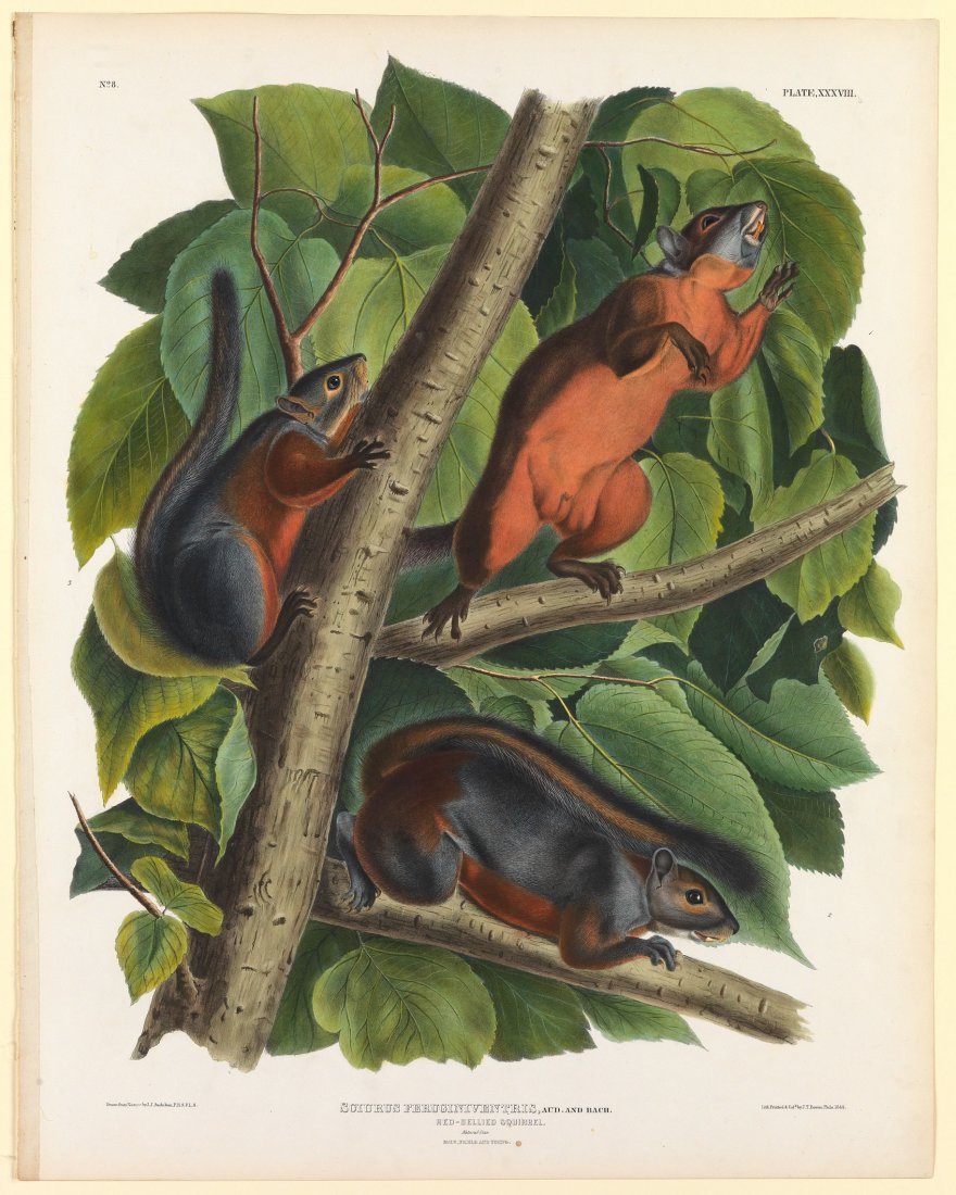 John James Audubon, Red-bellied Squirrel, Plate 38: Viviparous Quadrupeds of North America, Imperial Folio. FIrst Edition Lithographs with Original Hand-Color. Philadelphia: J.T. Bowen, 1839 - 1844. approximately 27 3/4 x 21 1/2